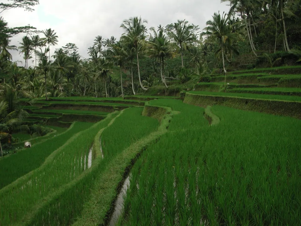 Tegallalang Rice Terrace