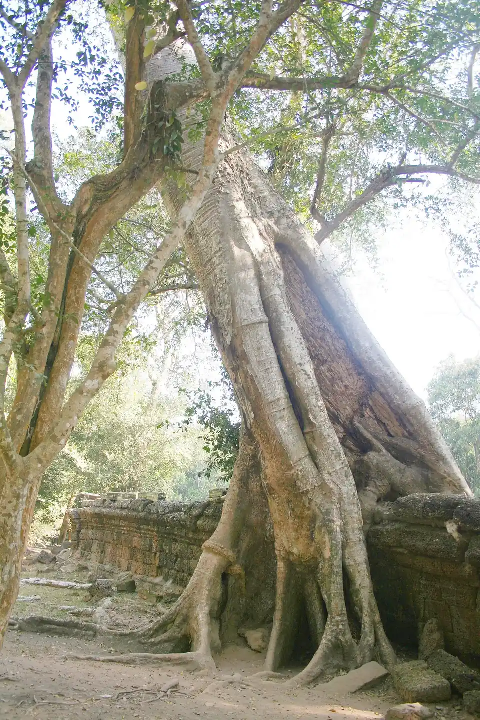 Ta Prohm
