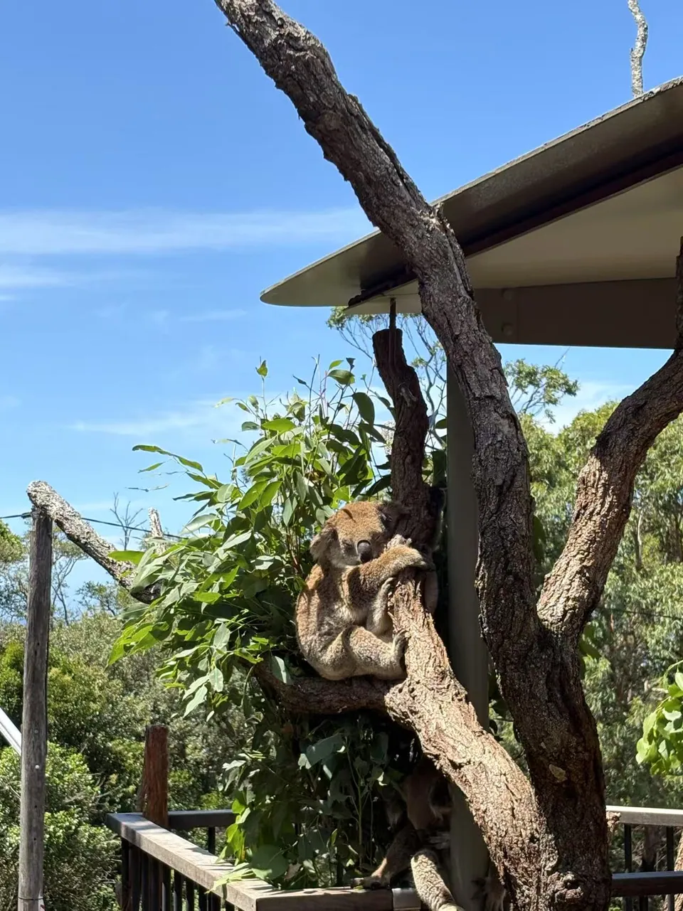 Taronga Zoo Sydney